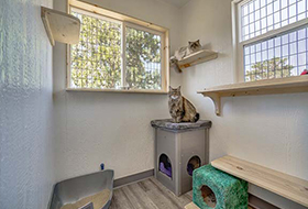 Typical cat lodge