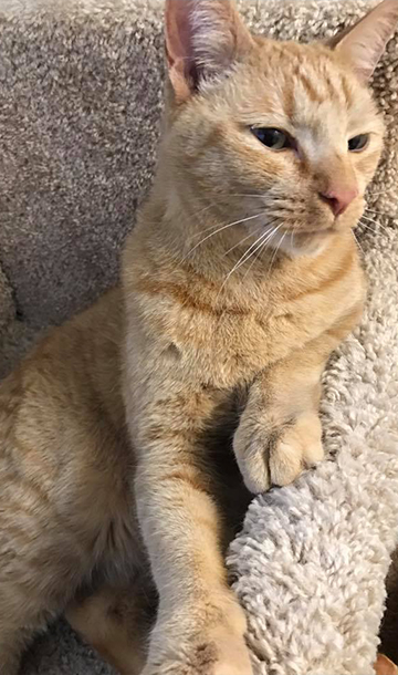 Cat Chilling out on rug