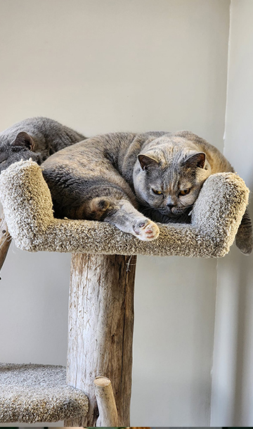 Beautiful cats lounging