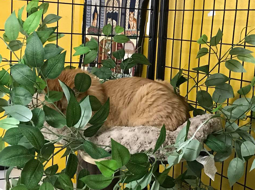 Golden Tabby hidding in plant